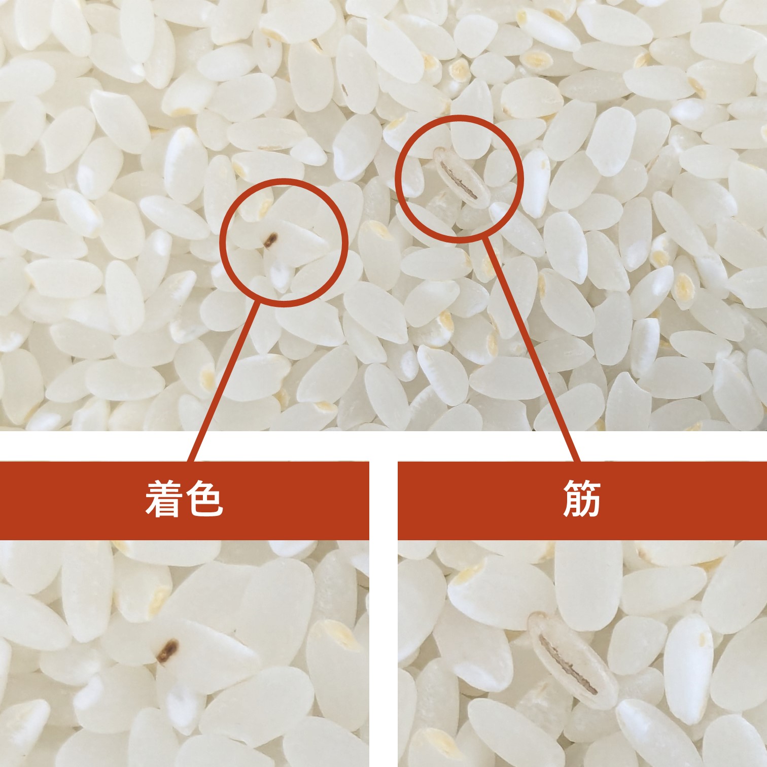 お米の着色・筋