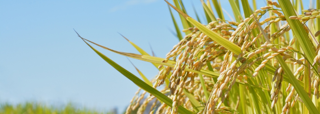 金芽米・オンラインショップレギュラー商品一覧