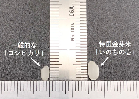 コメ粒の大きさ