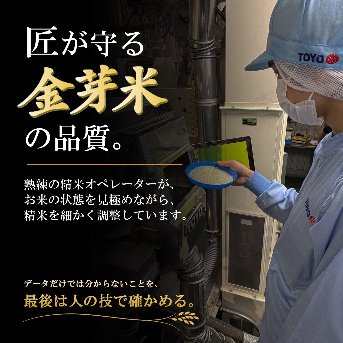 金芽米 ゴールドセレクト 10kg（5kg×2袋） 【送料無料】 | 金芽米